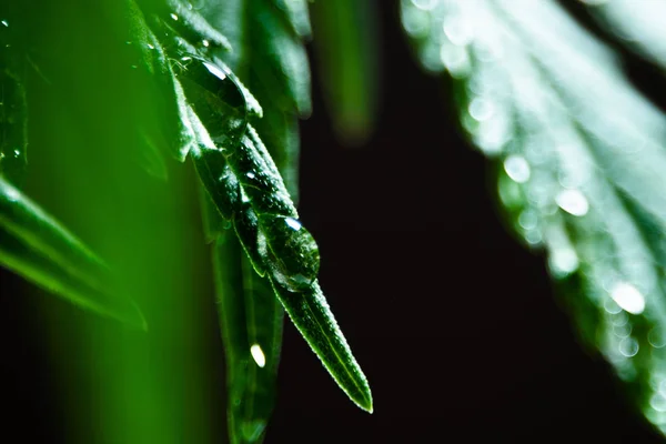 Dauw op een blad van hennep. Een druppel water op marihuana. Macro-opname van een canabioid-plant. Close-up van cannabis op een zwarte achtergrond. Ondiepe scherptediepte. Selectieve focus. — Stockfoto