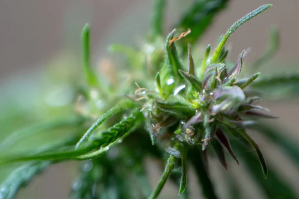 Hemp bush close-up. The crown of marijuana with foliage closeup. Green young shoot of cannabis. Shallow depth of field. Blurred background. Selective focus. Template for an inscription or formula. — Stock Photo, Image