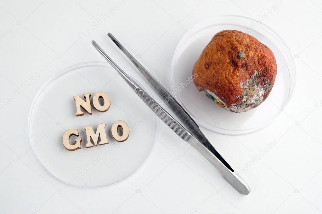 No GMO inscription made of wooden letters. Tweezers and petri dishes. Spoiled tangerine with mold. Symbol of percent. Laboratory tests and citrus quality.