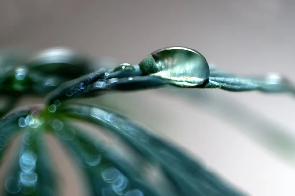 Gros plan d'une goutte d'eau sur une feuille de cannabis. Feuille verte Macro chanvre. Blurry. Légalisation ou prescription médicale de marijuana . — Photo