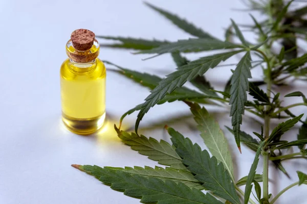 Hemp oil. Bottle with yellow liquid and cannabis leaves. The concept of legalization or medical use of marijuana. Useful properties of the plant. — Stock Photo, Image