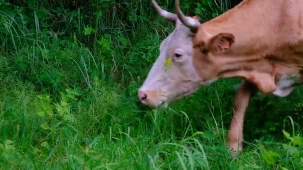 牧草地で放牧する牛の顔のクローズアップ 緑家畜 カメラの動きを右から左へ ハンドヘルド撮影 選択フォーカス — ストック動画