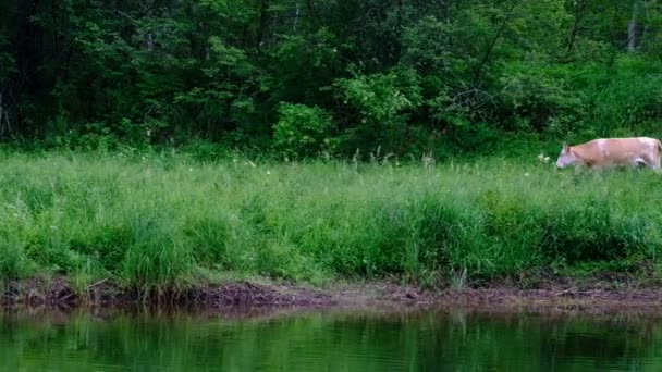 牛は川の近くの森で放牧する。牛、草、緑、水家畜。カメラの動きを左から右へ。ハンドヘルド撮影。浮遊船の漂流からの眺め. — ストック動画