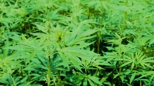 Spessore Della Marijuana Cime Della Canapa Verde Ondeggiano Nel Vento — Video Stock