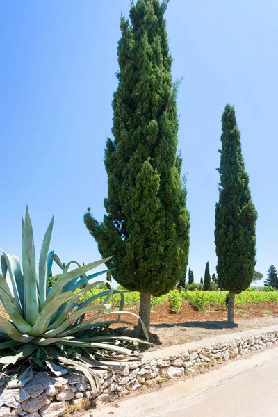 Santa Cesarea Terme Apulia Italia Cactus Ciprés Junto Carretera Del — Foto de Stock