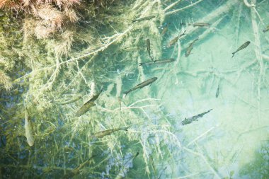 Krka, Sibenik, Hırvatistan - Berrak su size possibilty verir