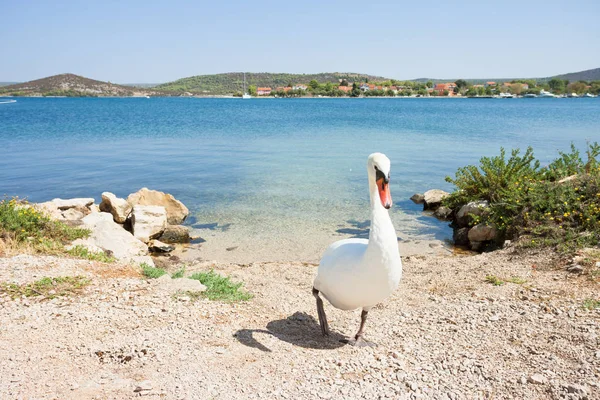 Bilice, Sibenik-Knin, Croacia - Un cisne blanco caminando hacia arriba — Foto de Stock