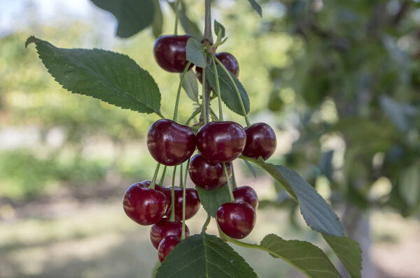 Prunus cerasus ripened group of sour cherries, dark red fruits on the branches before soon harvest, green leaves