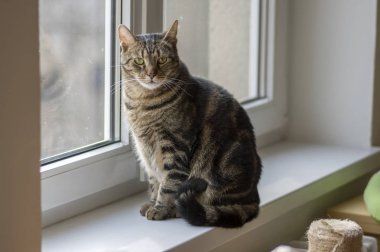 Pencere, göz teması, kireç gözleri inanılmaz şirin komik pisi yüz yerli mermer kedi