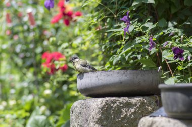 Bahçe, komik olay yerine renkli yeşil ve mor doğal kökenli, eski teflon tavada bir duş aldıktan sonra ıslak büyük baştankara güneşli bir gün