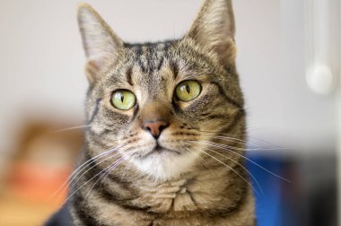 Yerli mermer kedi portre, göz contace, şirin pisi yüz