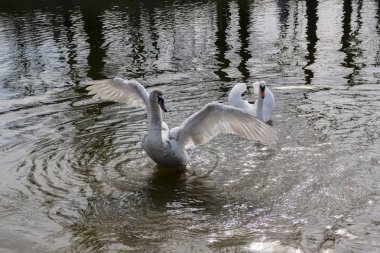 Kuğular Oder Nehri üzerinde yüzme, kanatları gösterilen beyazlara en büyük su kuşları kuşlarla Grup