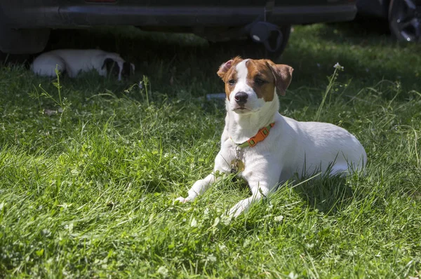 Jack Russell Terrier Cane Posa Sull Erba Pelliccia Marrone Bianco — Foto Stock