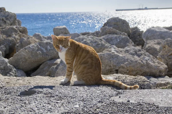 Hungry redheaded Rhodes cat sitting on the coast in town, sea on background, eye contact, unhappy face