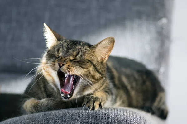 Funny Portrait Yawning Cat Lying Grey Sofa Sunlight Looks Animal — Stock Photo, Image