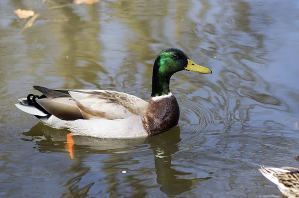 Mazo Macho Con Cabeza Verde Plumas Marrones Nadando Pequeño Estanque —  Fotos de Stock