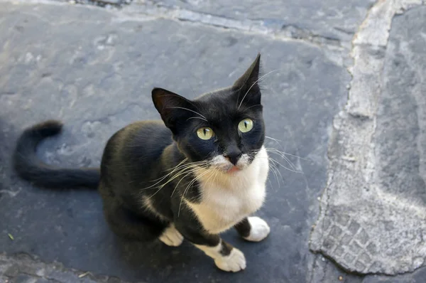 Grecki Czarno Biały Kot Prosząc Jedzenie Słodkie Zwierzę — Zdjęcie stockowe