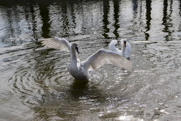 Kuğular Oder Nehri Üzerinde Yüzme Kanatları Gösterilen Beyazlara Büyük Kuşları — Stok fotoğraf