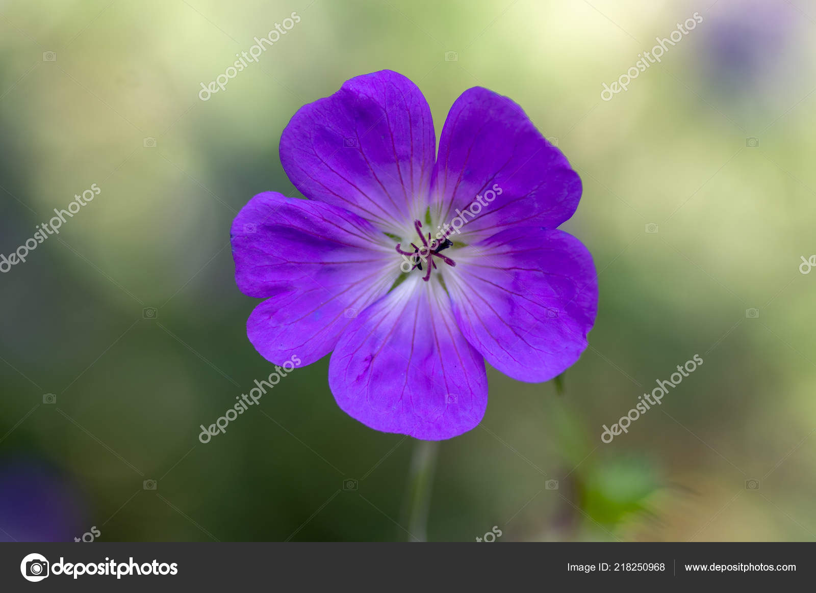 げんのしょうこ開花植物 ゼラニウム Rozanne 咲いている 青い紫色の 枚