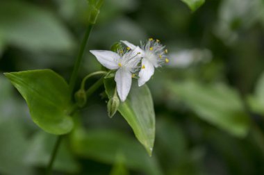 Tradescantia fluminensis çiçek çiçek, beyaz çiçekli Madeira ormanda, yeşil büyüyen bitki yaprakları