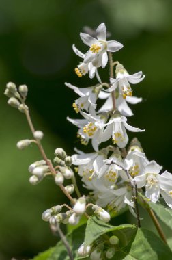 Deutzia gracilis çiçekler açan, yeşil yaprakları ile süs çalı çiçekli güzel beyaz