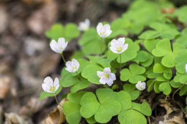 Oxalis acetosella ahşap kuzukulağı bloom, beyaz çiçekli bitki ormandaki, çiçek demet