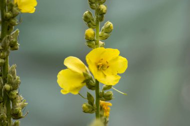 Verbascum densiflorum tıbbi çiçek çiçek, yüksek sarı çiçekli bitki kök üzerinde tomurcukları ile