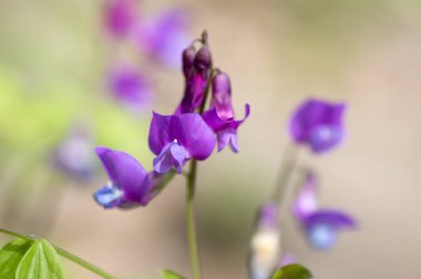 Lathyrus vernus çiçek, erken bahar vechling çiçek blosoom ve yeşil yaprakları büyüyen ormanda, makro