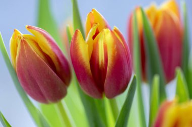 Detail of tulip bouquet, ornamental spring flowers, yellow red flower heads in bloom with green leaves in daylight clipart