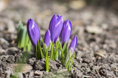 Bloom, menekşe mor süs bahar çiçekleri güneş ışığı içinde çiğdem vernus