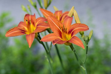 Hemerocallis fulva ornamental day lily flower in bloom, park ornamental flowering plant with orange flowers and buds on green stem clipart