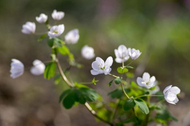 Yapraklı Isopyrum bahar çiçek, grup beyaz çiçekli bitkiler ormandaki yeşil yaprakları ile rue
