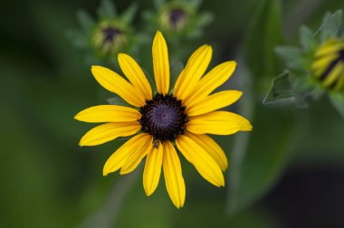 Rudbeckia hirta sarı çiçek çiçek siyah kahverengi Merkezi, siyah gözlü susan çiçekli bitki bahçe ile