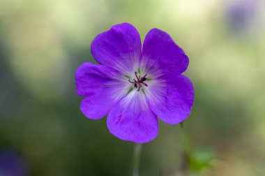 Cranesbills çiçekli bitki, Sardunya Rozanne çiçek çiçek, mavi mor beş yaprakları, yeşil arka plan