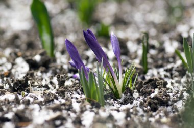 Crocus vernus kir, kışın karda bloom, menekşe mor süs bahar çiçek,