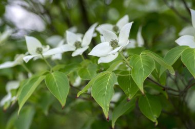 Cornus kousa ornamental and beautiful flowering shrub, bright white flowers with four petals on blooming branches, green leaves clipart