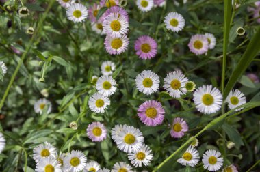 Erigeron karvinskianus çiçek, beyaz ve açık pembe kır çiçekleri