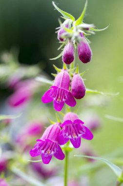 Penstemon mexicali çeşidinde kırmızı çiçekler, mor süs çan çiçekli küçük bitki çim kayalar