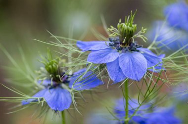 Nigella damascena early summer flowering plant with different shades of blue flowers on small green shrub, beautiful ornamental garden plant clipart