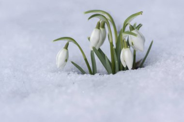 Galanthus nivalis, ortak kardelen çiçek, erken bahar soğanlı çiçekler bahçesinde karda büyüyen