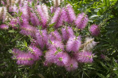 Melaleuca viminalis hot pink in bloom clipart