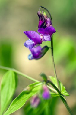 Lathyrus vernus çiçek, erken bahar vechling çiçek blosoom ve yeşil yaprakları büyüyen ormanda, makro