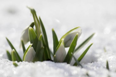 Galanthus nivalis, ortak kardelen çiçek, erken bahar soğanlı çiçekler bahçesinde karda büyüyen