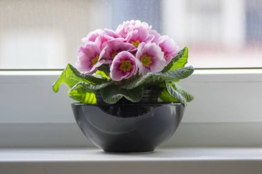 Primula hortensis süs çiçek, demet çiçekler kapalı çiçekli, yeşil yapraklar, sarı merkezi ile pembe mor yaprakları