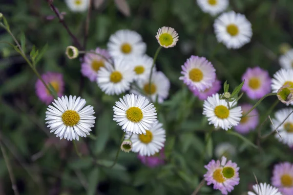 Erigeron Karvinskianus Voller Blüte Weiße Und Hellrosa Wildblumen — Stockfoto