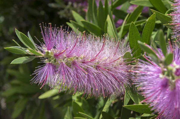 Melaleuca Viminalis Fierbinte Roz Floare — Fotografie, imagine de stoc