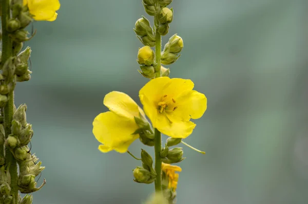 Verbascum densiflorum medicinal flowers in bloom, high yellow flowering plant with buds on stem