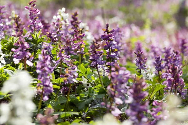 Corydalis Cava Principios Primavera Flores Silvestres Flor Violeta Blanco Suelo — Foto de Stock