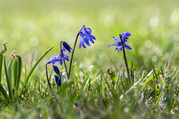 希拉西伯利亚蓝色小春天的花朵在草丛中 近观在草地上的球状开花植物 — 图库照片