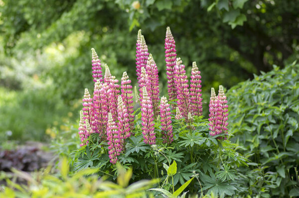 Lupinus perennis flowering medicinal wild plant, bunch of pink purple white flowers in bloom on stem with green leaves in the garden